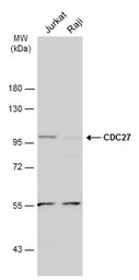Anti-CDC27 antibody used in Western Blot (WB). GTX111249
