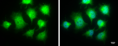 Anti-IKK epsilon antibody [C2C3], C-term used in Immunocytochemistry/ Immunofluorescence (ICC/IF). GTX111350