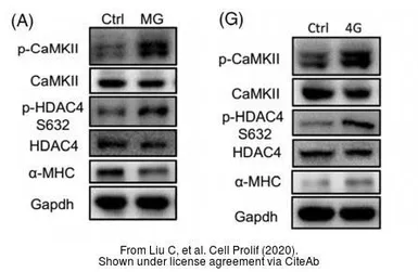 Anti-CaMKII delta antibody used in Western Blot (WB). GTX111401