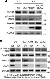 Anti-CaMKII delta antibody used in Western Blot (WB). GTX111401