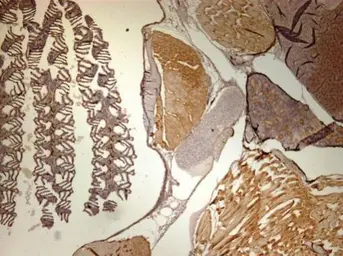 Anti-CaMKII delta antibody used in IHC (Paraffin sections) (IHC-P). GTX111401