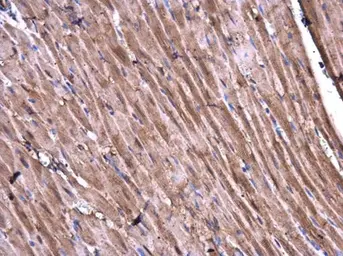 Anti-CaMKII delta antibody used in IHC (Paraffin sections) (IHC-P). GTX111401