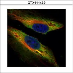 Anti-PTK9 antibody used in Immunocytochemistry/ Immunofluorescence (ICC/IF). GTX111439