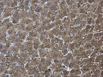 Anti-Pyruvate Kinase (liver/RBC) antibody used in IHC (Paraffin sections) (IHC-P). GTX111536