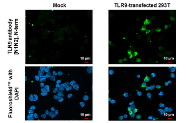 Anti-TLR9 antibody [N1N2], N-term used in Immunocytochemistry/ Immunofluorescence (ICC/IF). GTX111547