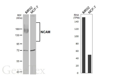 Anti-NCAM antibody used in Western Blot (WB). GTX111684