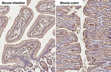 Anti-Ezrin antibody [N2C2], Internal used in IHC (Paraffin sections) (IHC-P). GTX111709