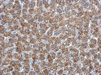 Anti-Adenylate kinase 2 antibody [N1C2] used in IHC (Paraffin sections) (IHC-P). GTX111726