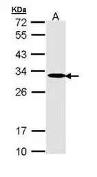 Anti-Adenylate kinase 2 antibody [N1C3-2] used in Western Blot (WB). GTX111737