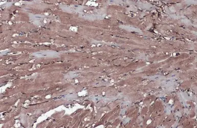 Anti-Wnt9a antibody [N1N2], N-term used in IHC (Paraffin sections) (IHC-P). GTX111855