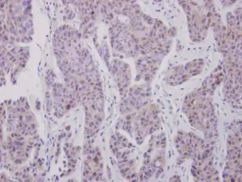 Anti-CDK7 antibody used in IHC (Paraffin sections) (IHC-P). GTX111919
