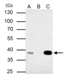 Anti-CDK7 antibody used in Immunoprecipitation (IP). GTX111919