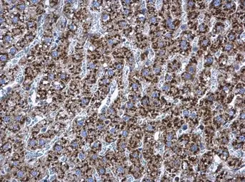Anti-RPL17 antibody [N1C3-2] used in IHC (Paraffin sections) (IHC-P). GTX111934