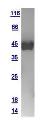 Human Securin protein, GST tag. GTX111938-pro
