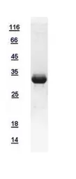 Human AMPK Beta 2 protein, His tag. GTX111992-pro