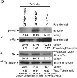 Anti-alpha Tubulin antibody used in Western Blot (WB). GTX112141