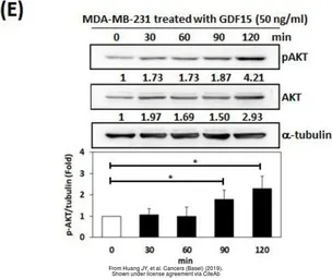 Anti-alpha Tubulin antibody used in Western Blot (WB). GTX112141
