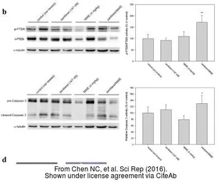 Anti-alpha Tubulin antibody used in Western Blot (WB). GTX112141