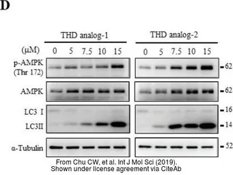 Anti-alpha Tubulin antibody used in Western Blot (WB). GTX112141