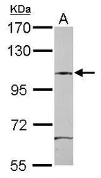 Anti-SAP130 antibody [C2C3], C-term used in Western Blot (WB). GTX112169