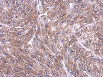 Anti-RPL4 antibody used in IHC (Paraffin sections) (IHC-P). GTX112184