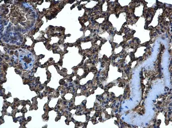 Anti-CRMP5 antibody [N1C1] used in IHC (Paraffin sections) (IHC-P). GTX112287