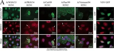 Anti-RBM14 antibody [N1N2], N-term used in Immunocytochemistry/ Immunofluorescence (ICC/IF). GTX112293
