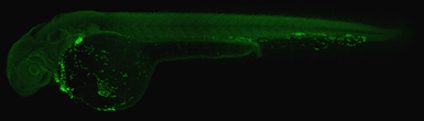 Anti-RBM14 antibody [N1N2], N-term used in IHC (Whole mount) (IHC-Wm). GTX112293