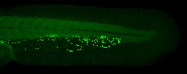 Anti-RBM14 antibody [N1N2], N-term used in IHC (Whole mount) (IHC-Wm). GTX112293