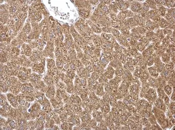 Anti-HMGCS1 antibody used in IHC (Paraffin sections) (IHC-P). GTX112346