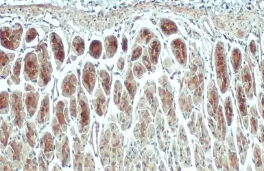 Anti-ACSL3 antibody used in IHC (Paraffin sections) (IHC-P). GTX112431