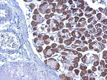 Anti-LETM1 antibody used in IHC (Paraffin sections) (IHC-P). GTX112455