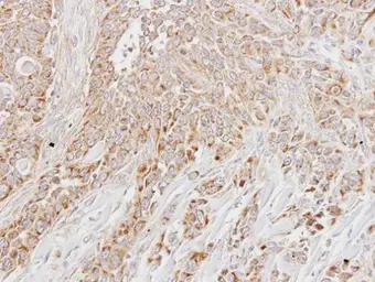 Anti-LETM1 antibody used in IHC (Paraffin sections) (IHC-P). GTX112455