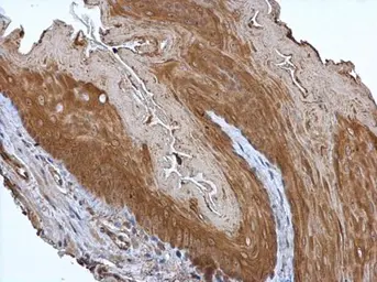 Anti-p23 antibody [N1C3-2] used in IHC (Paraffin sections) (IHC-P). GTX112655