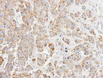 Anti-p23 antibody [N1C3-2] used in IHC (Paraffin sections) (IHC-P). GTX112655
