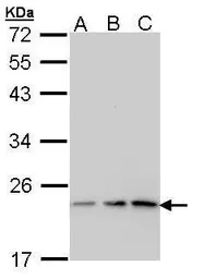 Anti-p23 antibody [N1C3-2] used in Western Blot (WB). GTX112655