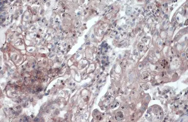 Anti-CD105 antibody [N1N3-2] used in IHC (Paraffin sections) (IHC-P). GTX112685