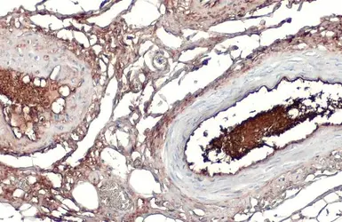 Anti-Apolipoprotein A1 antibody used in IHC (Paraffin sections) (IHC-P). GTX112692