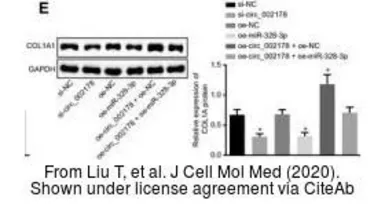 Anti-COL1A1 antibody [N1N2], N-term used in Western Blot (WB). GTX112731