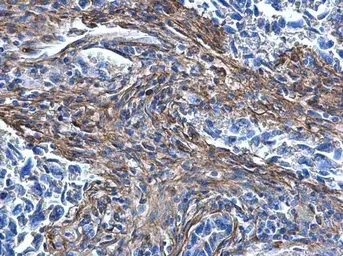 Anti-COL1A1 antibody [N1N2], N-term used in IHC (Paraffin sections) (IHC-P). GTX112731
