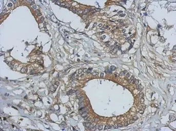 Anti-BCL10 antibody used in IHC (Paraffin sections) (IHC-P). GTX112744