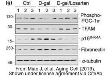 Anti-mtTFA antibody used in Western Blot (WB). GTX112760
