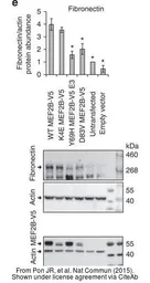 Anti-Fibronectin antibody [N1N2], N-term used in Western Blot (WB). GTX112794