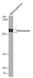 Anti-Fibronectin antibody [N1N2], N-term used in Western Blot (WB). GTX112794
