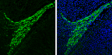 Anti-alpha Synuclein antibody used in IHC (Frozen sections) (IHC-Fr). GTX112799