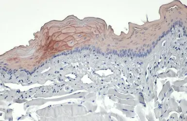 Anti-Cytokeratin 19 antibody [N1C1] used in IHC (Paraffin sections) (IHC-P). GTX112826