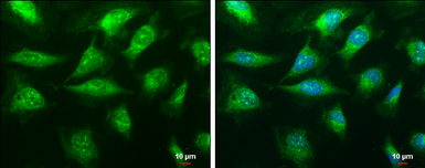 Anti-C1qA antibody used in Immunocytochemistry/ Immunofluorescence (ICC/IF). GTX112883