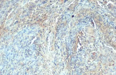 Anti-C1qA antibody used in IHC (Paraffin sections) (IHC-P). GTX112883