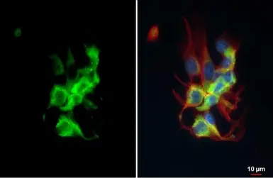 Anti-Hsp70 antibody used in Immunocytochemistry/ Immunofluorescence (ICC/IF). GTX112963