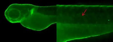 Anti-Cytokeratin 18 antibody [N3C3] used in IHC (Whole mount) (IHC-Wm). GTX112978